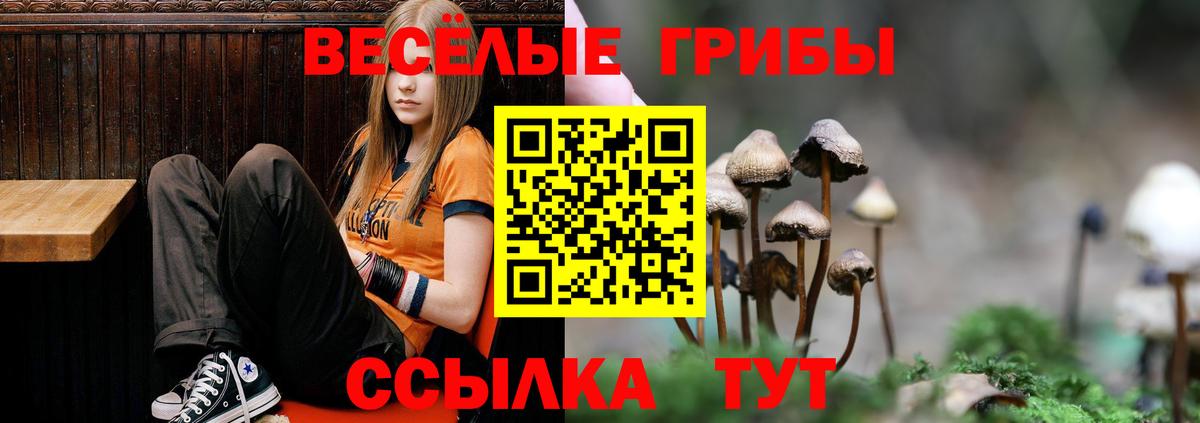 Клин  Псилоцибиновые грибы прущие грибы  Галлюциногенные грибы Psilocybe  Вход с VPN 